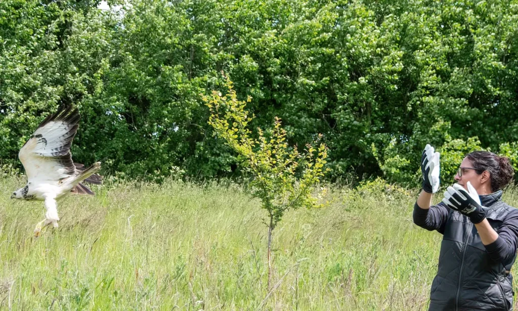 Travl sommer for dyreredderne – Rekordmange udrykninger til dyr i sommerknibe