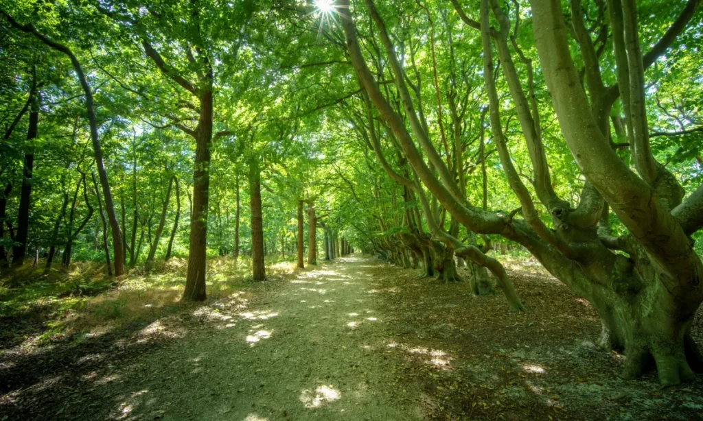 Danske skove står over for total forvandling: Bøgen kan være forsvundet i 2100