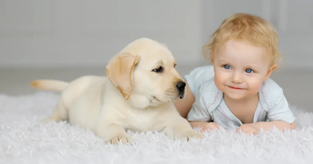 Når babyen kommer: Sådan hjælper du familiens hund trygt gennem den nye hverdag