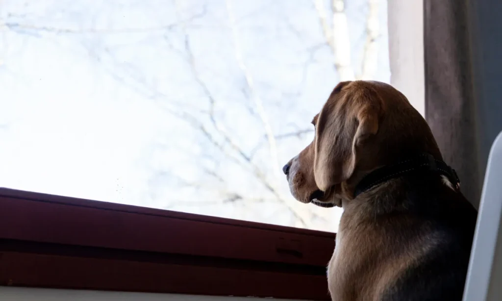 Drop fyrværkeriet: Nytåret er årets mest stressende døgn for dyrene