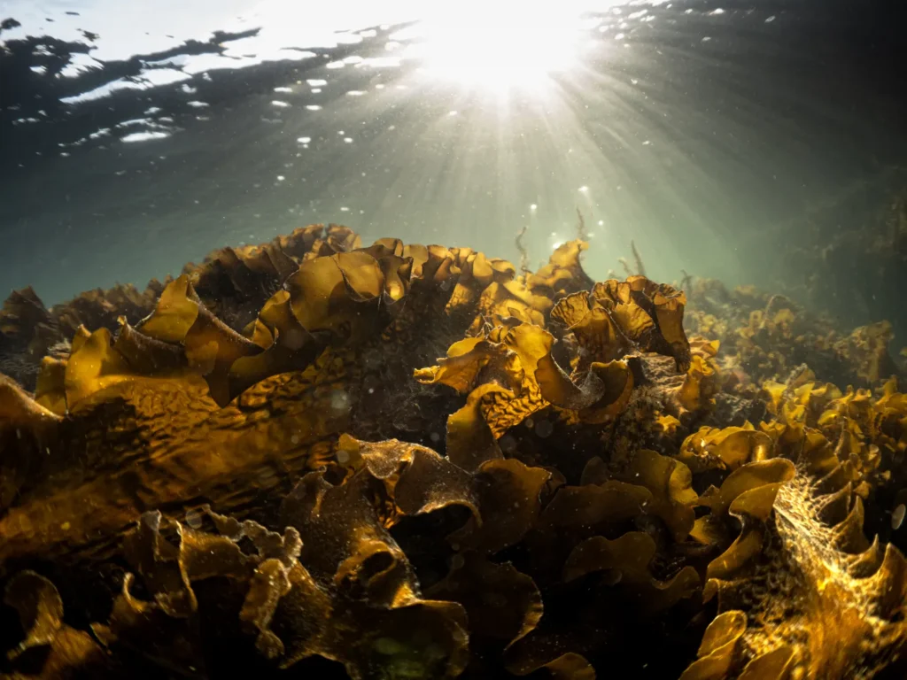 VELUX FONDEN giver 75 millioner til Tænketanken Hav: Skal styrke havmiljøet de næste fem år