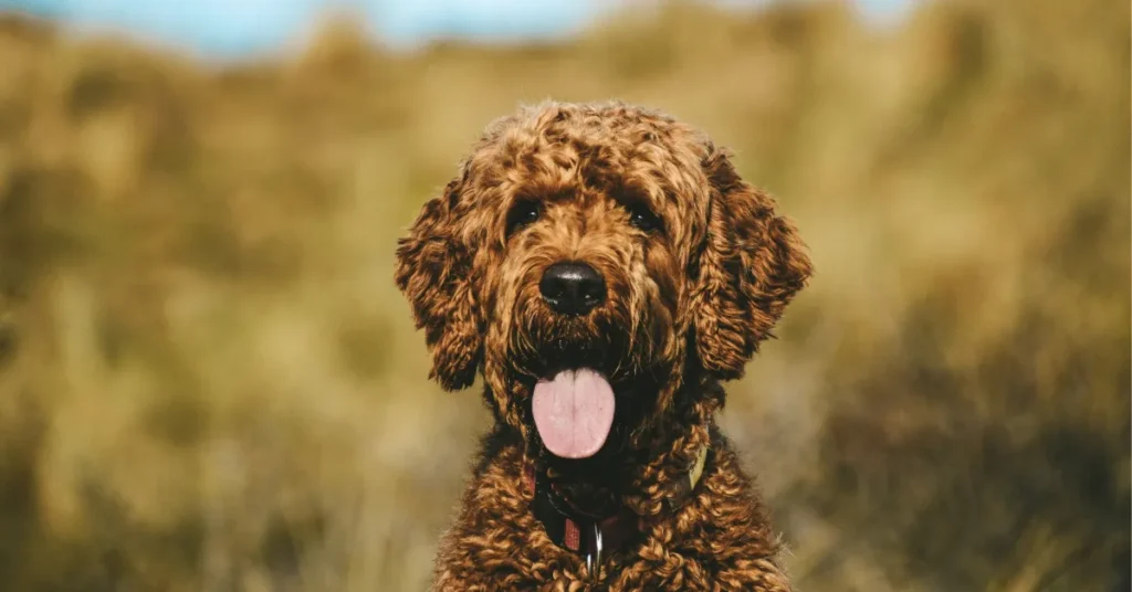 Nye tendenser i Dansk Hunderegister: Disse racer hitter hos danskerne i 2025