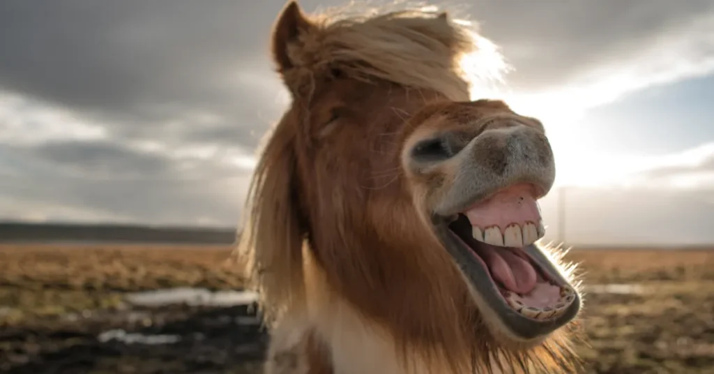 Når hesten vrinsker, fløjter den også – nyt KU-studie overrasker forskere