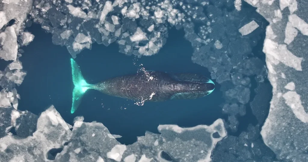 Fortidens hvalfangst truer stadig grønlandshvalen